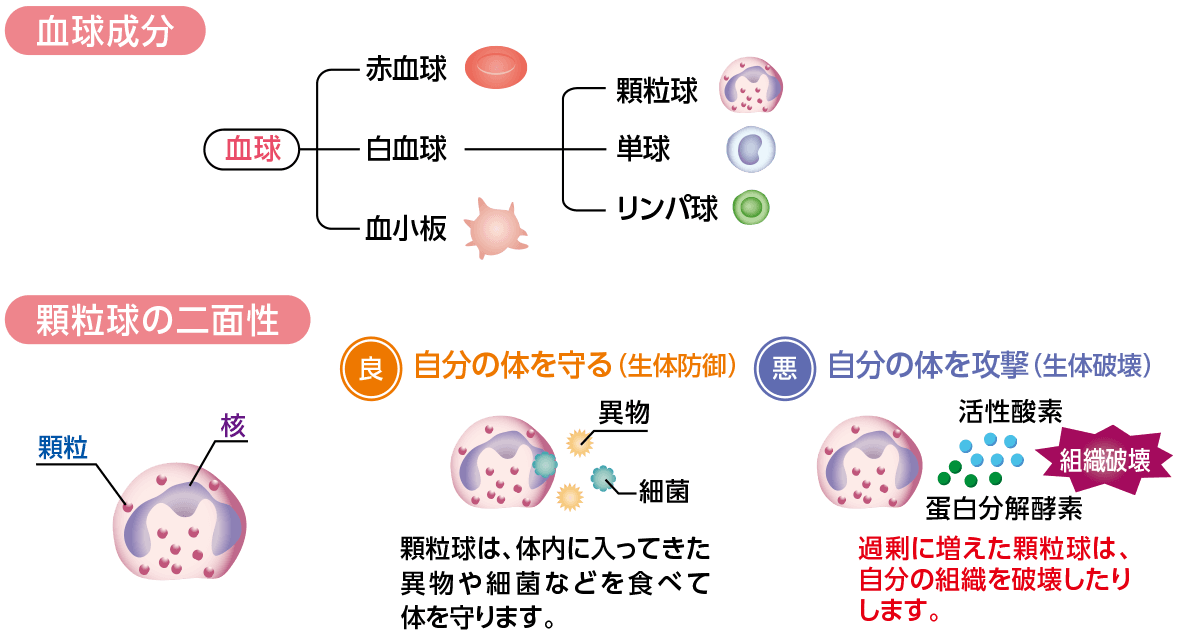 白血球の役割